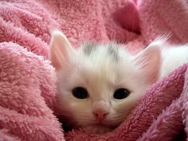 Understanding Why Cats Suck on Blankets: Causes and Solutions