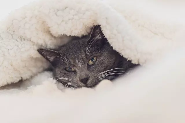 Understanding Why Cats Suck on Blankets: Causes and Solutions