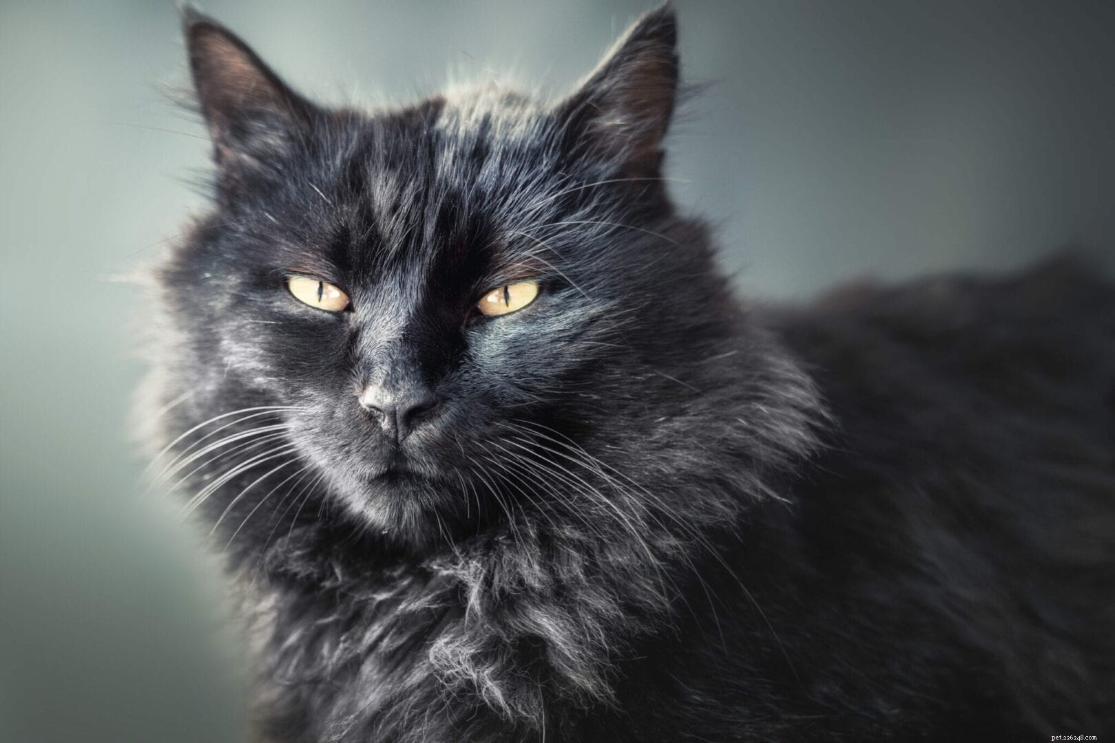 Why Your Cat Is Active at Dawn and Dusk, Not Midnight