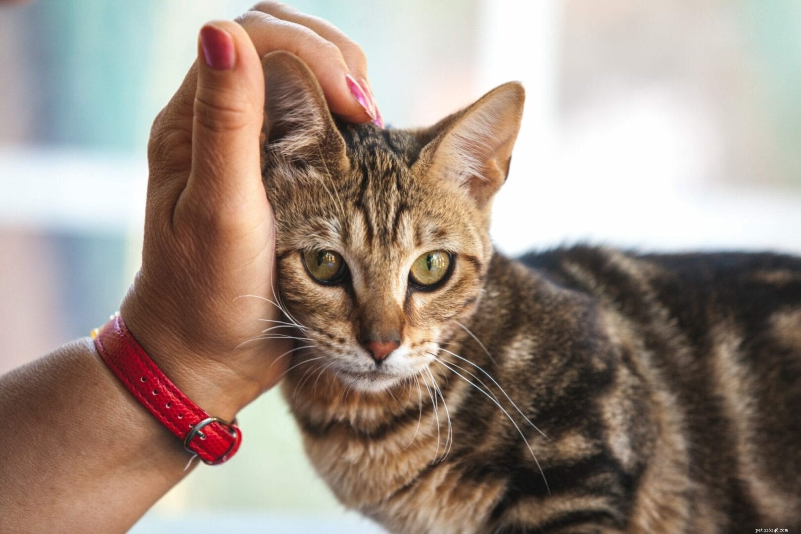 Understanding Why Your Cat Headbutts: A Sign of Affection and Trust