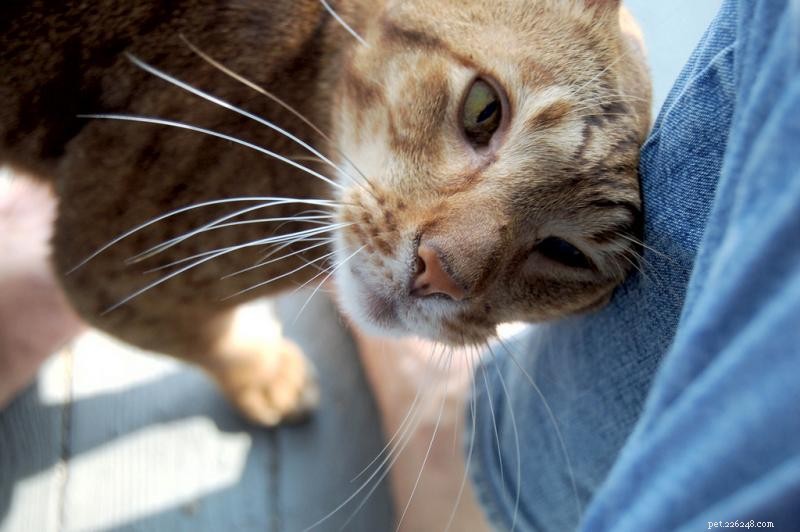 Understanding Why Your Cat Headbutts: A Sign of Affection and Trust