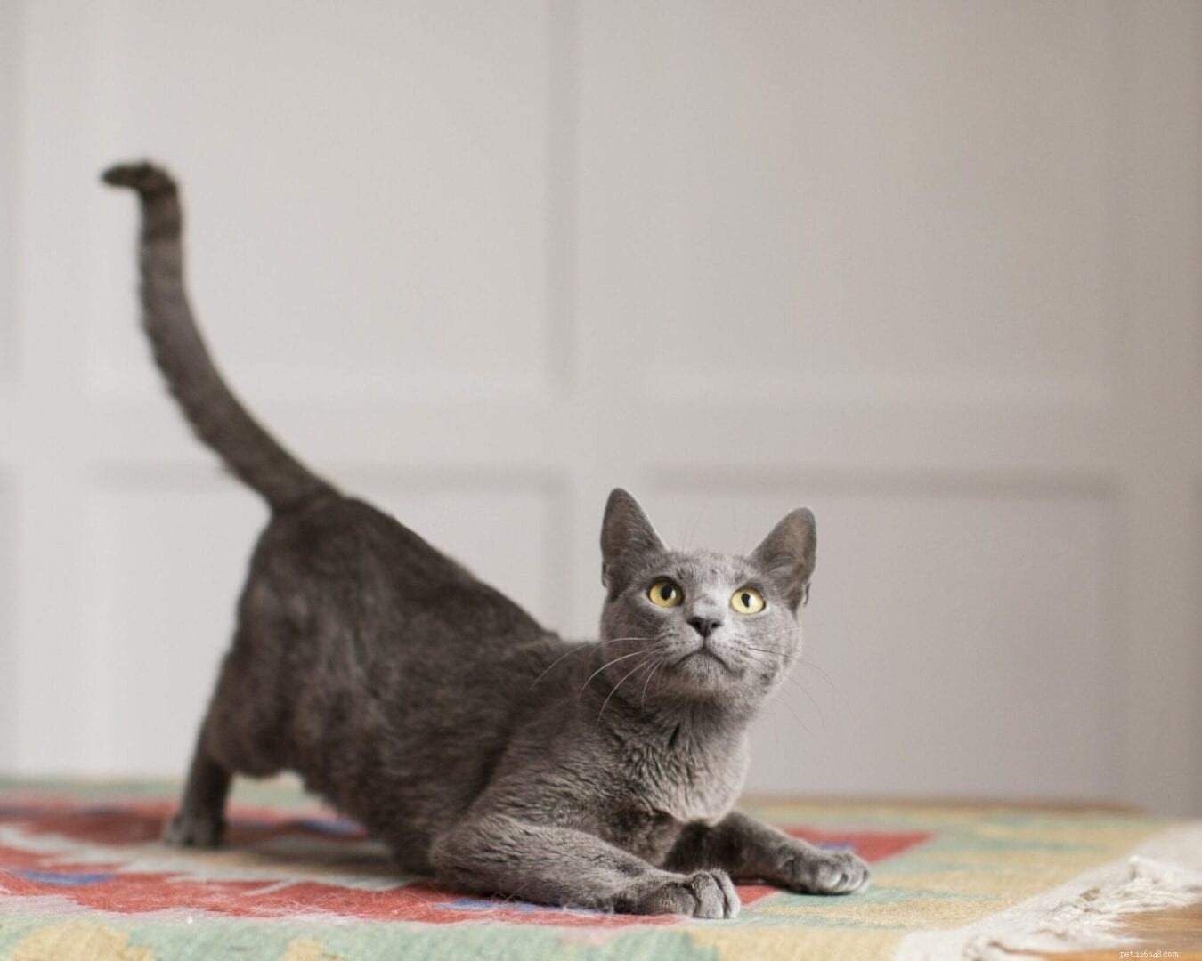 Why Cats Twitch Their Tails: Decoding the Meaning Behind Tail Movements