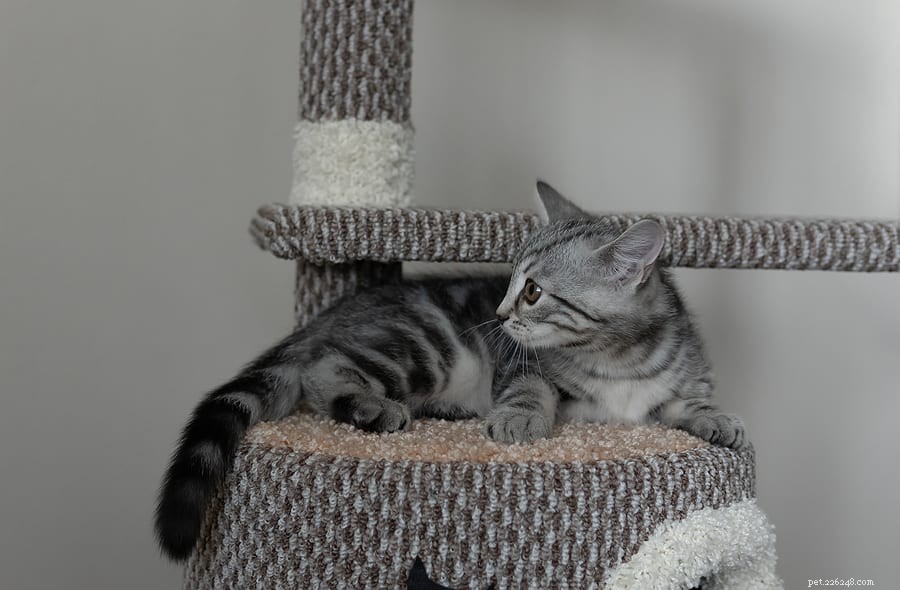 Why Cats Twitch Their Tails: Decoding the Meaning Behind Tail Movements