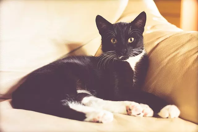 Why Does My Cat Keep Taking Your Seat? Understanding and Managing Cat Seat-Stealing Behavior