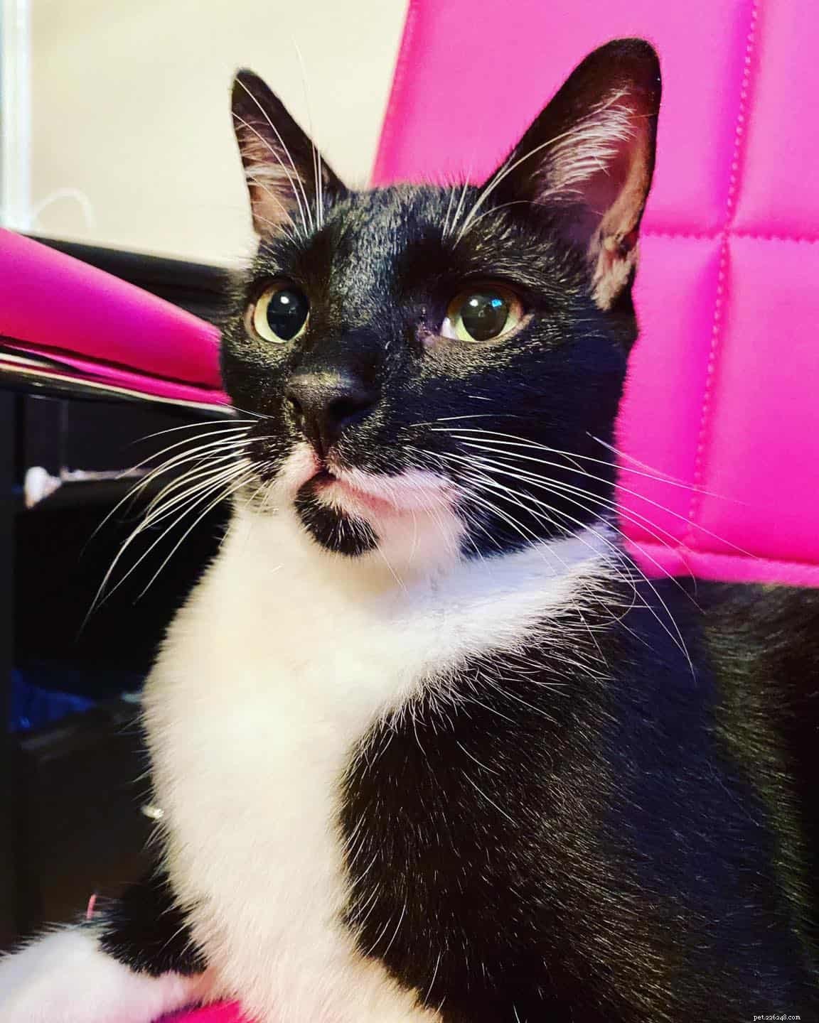 Why Does My Cat Keep Taking Your Seat? Understanding and Managing Cat Seat-Stealing Behavior