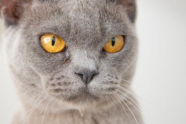 Decoding Your Cat’s Growl: Understanding Their Signals