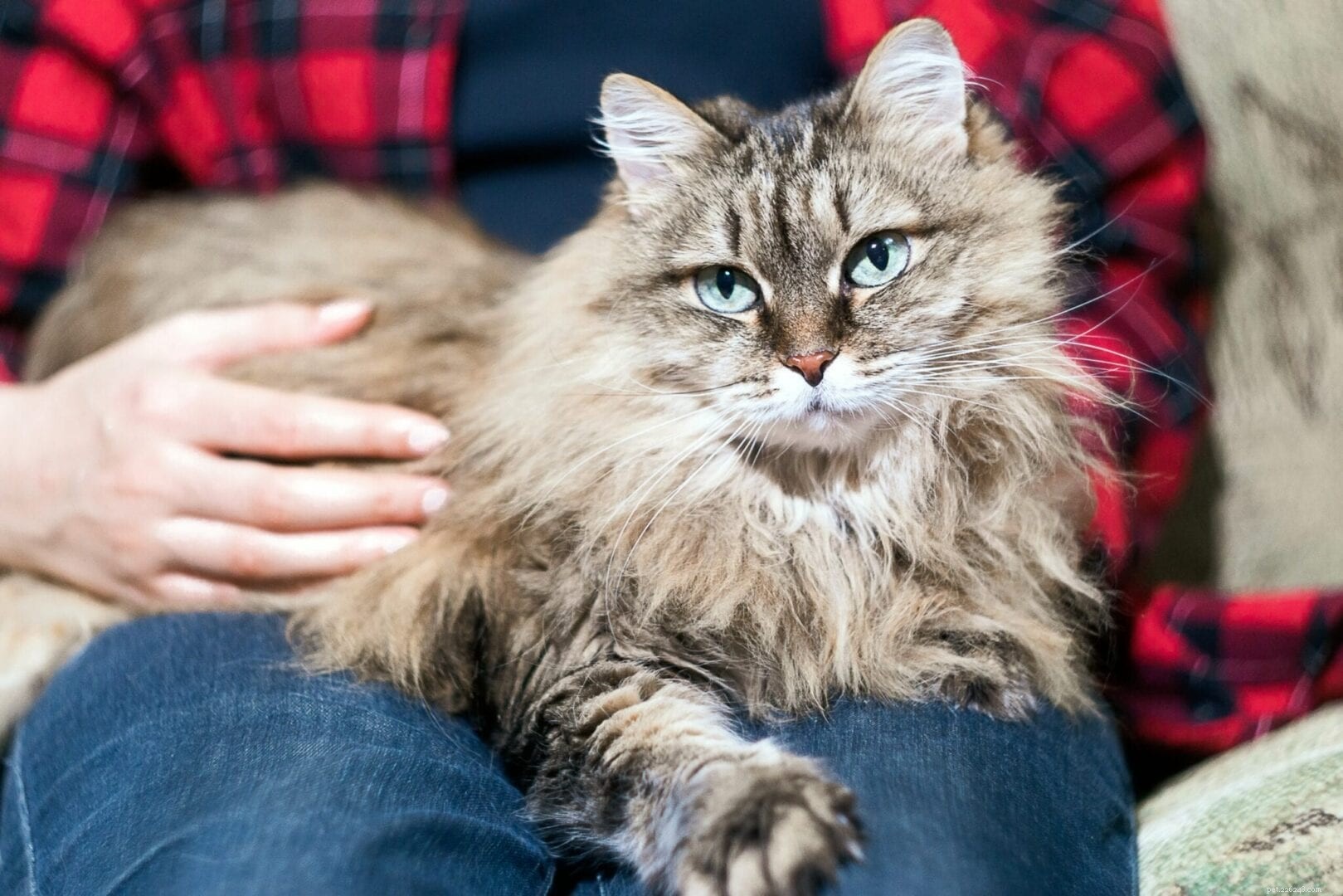 The Mystery Behind a Cat s Trill: Why They Make This Sweet Sound