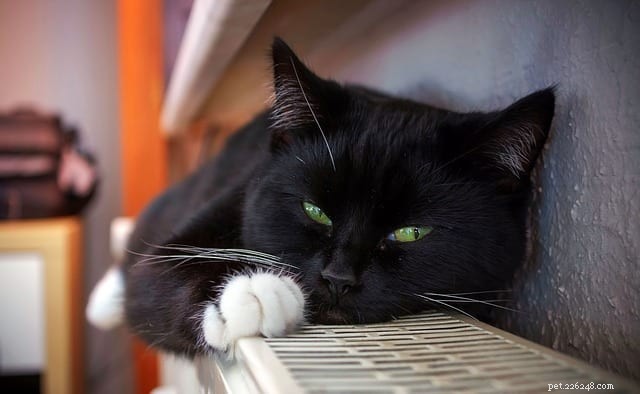 Decoding Your Cat’s Growl: Understanding Their Signals