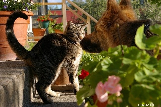 Decoding Your Cat’s Growl: Understanding Their Signals