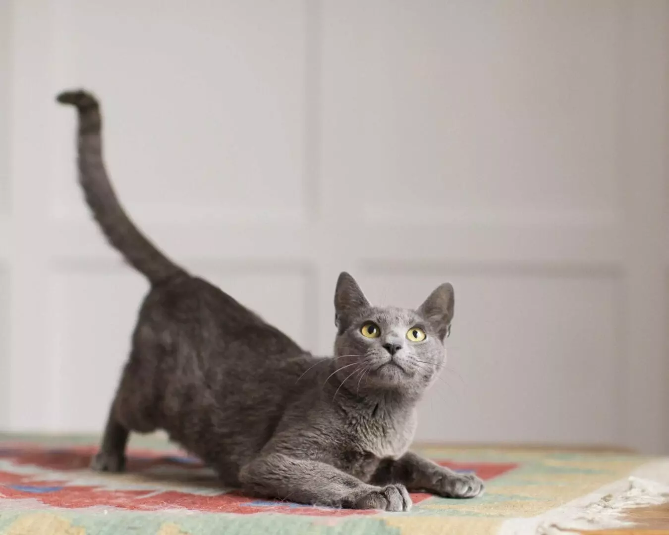 The Mystery Behind a Cat s Trill: Why They Make This Sweet Sound