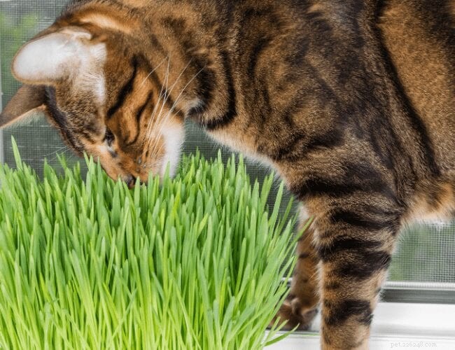 Why Does Your Cat Eat Non-Food Items? Causes & Solutions