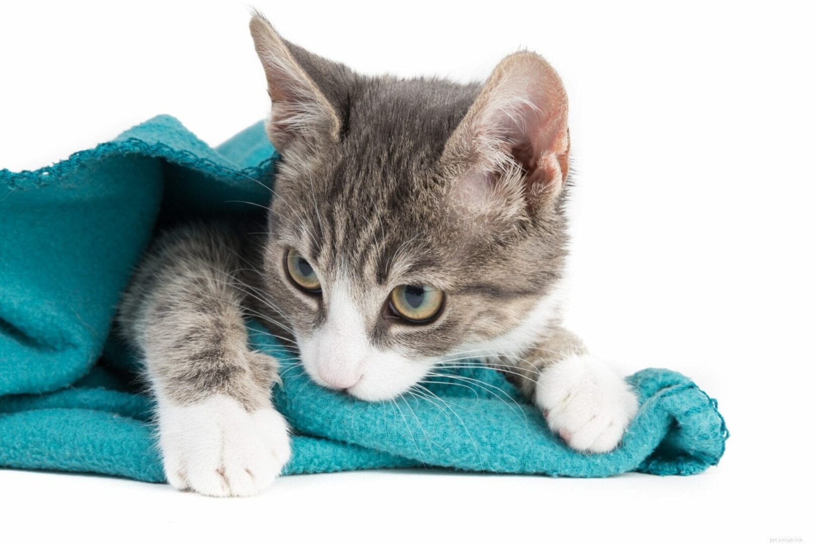 Why Does Your Cat Eat Non-Food Items? Causes & Solutions