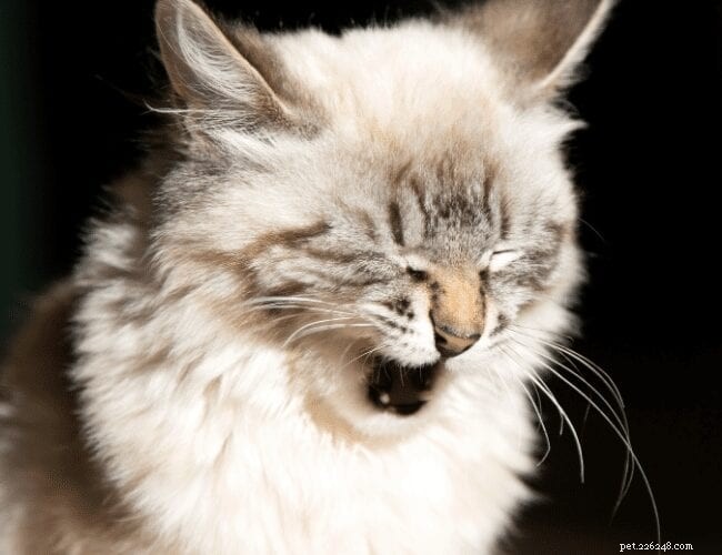 Why Does Your Cat Eat Non-Food Items? Causes & Solutions