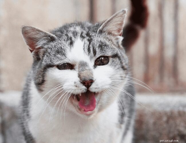 Understanding Your Cat s Yowling: Causes, Significance, and How to Respond