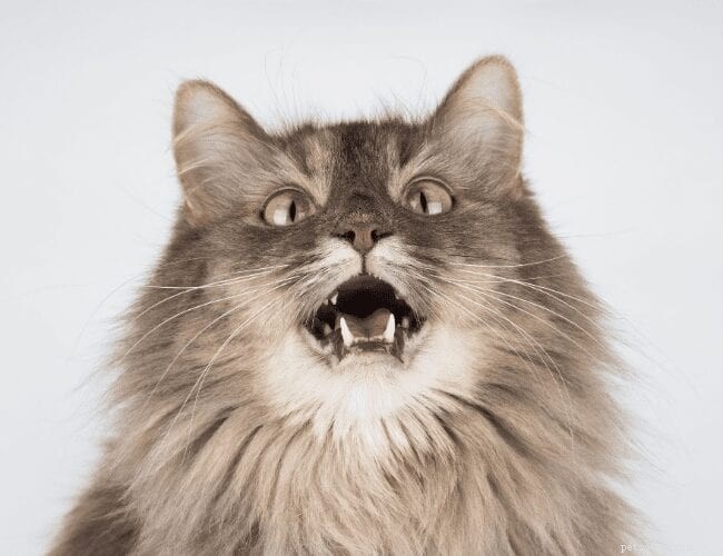 Understanding Your Cat s Yowling: Causes, Significance, and How to Respond