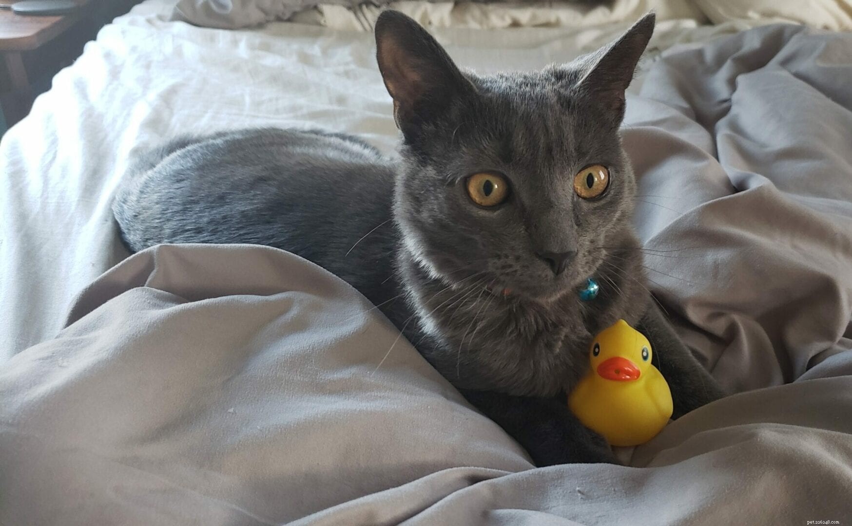 Why Cats Carry Toys in Their Mouths – A Curious Insight into Feline Behavior