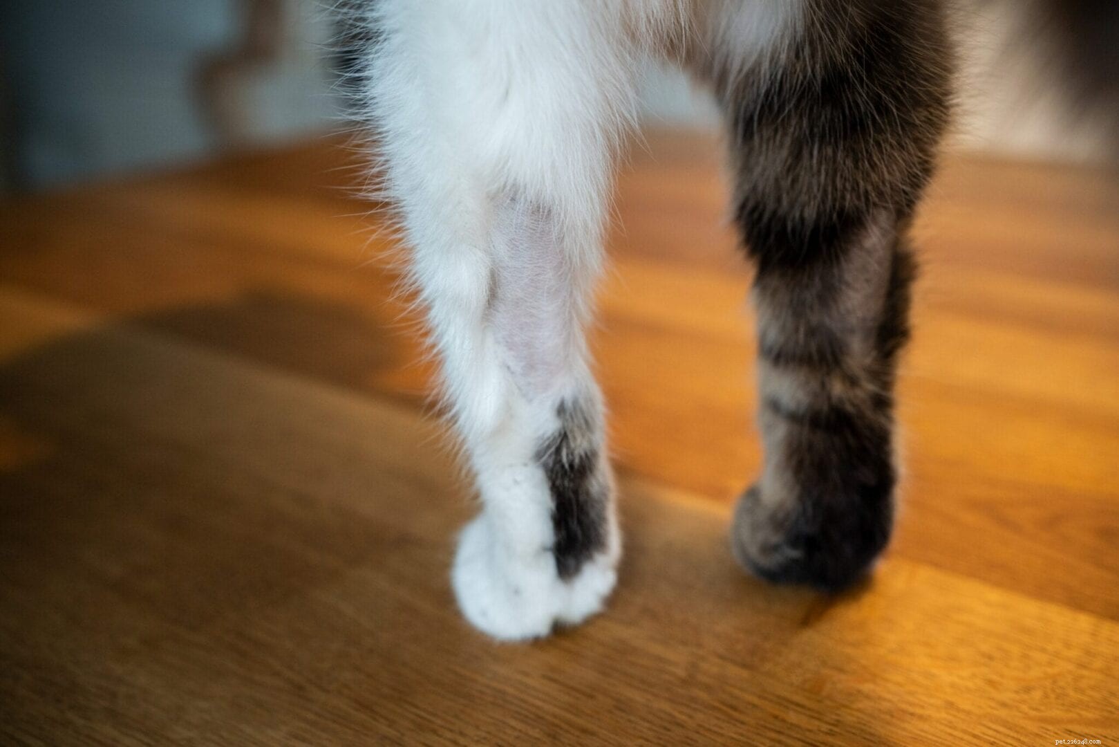 Understanding Fur Mowing in Cats: Causes and Solutions