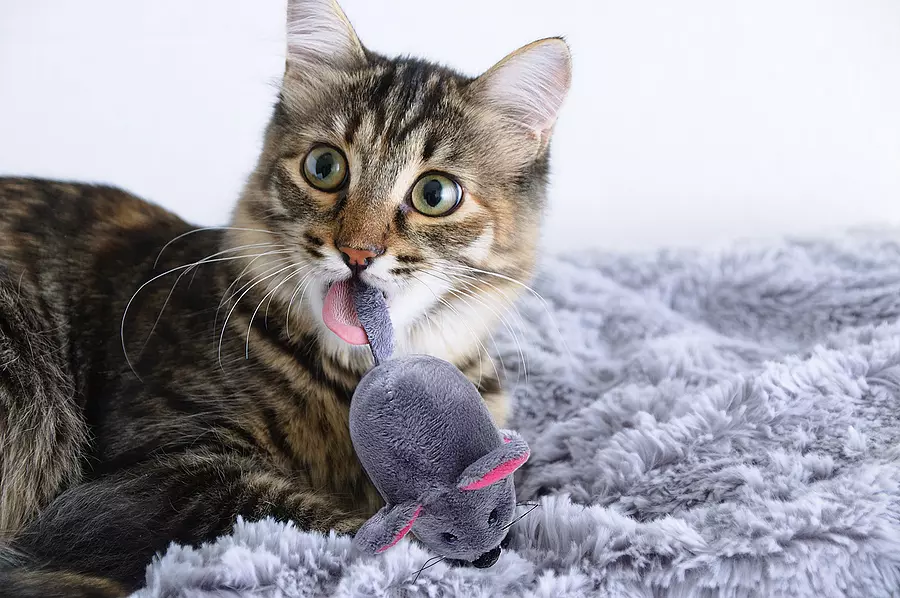 Why Cats Carry Toys in Their Mouths – A Curious Insight into Feline Behavior