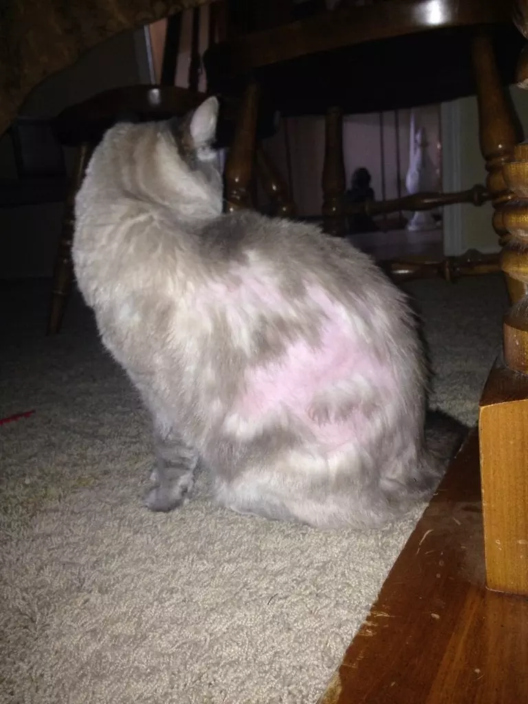 Understanding Fur Mowing in Cats: Causes and Solutions