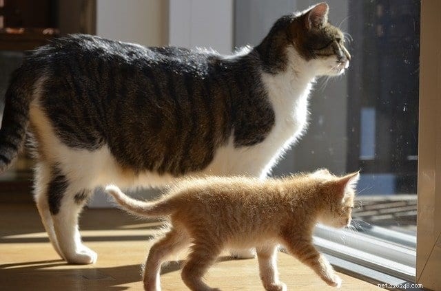 Why Cats Dislike Change and How to Ease Their Stress