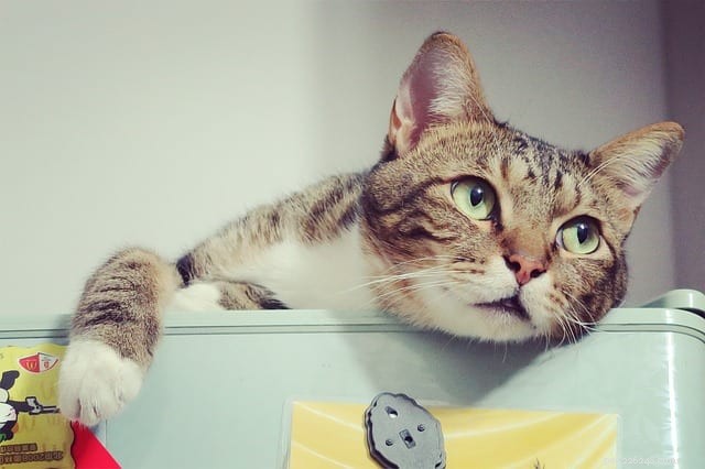 Why Cats Dislike Change and How to Ease Their Stress