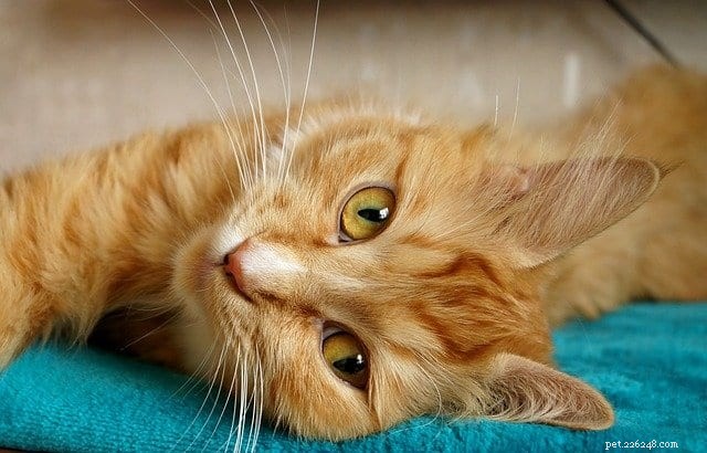 Why Cats Dislike Change and How to Ease Their Stress