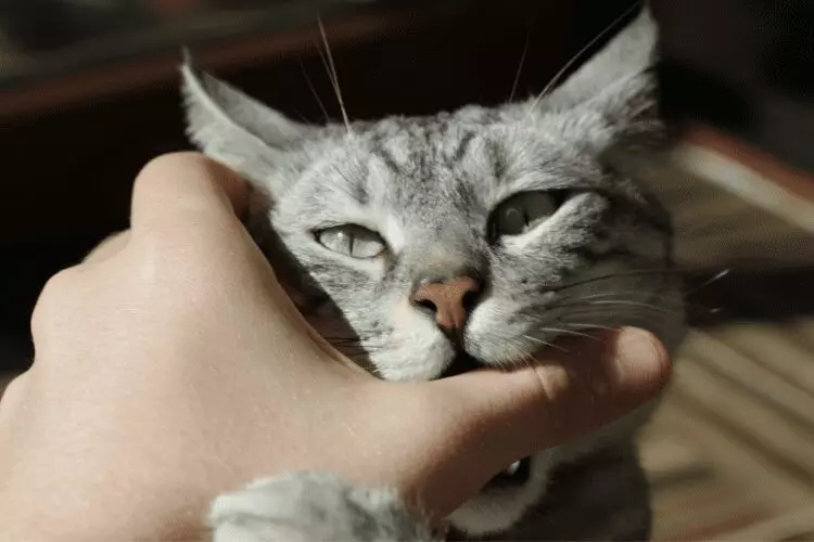 Understanding Cat Nips: Are They Affectionate or Aggressive?