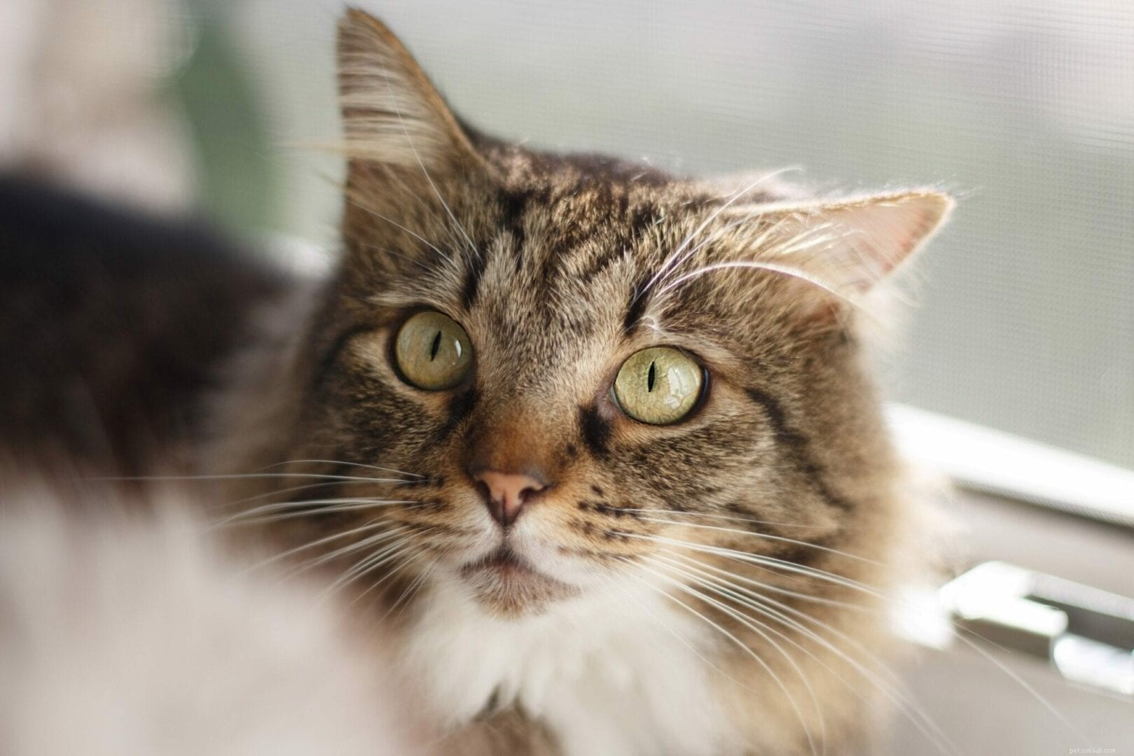 Do Cats Experience Grief? Understanding Their Emotional Response to Loss