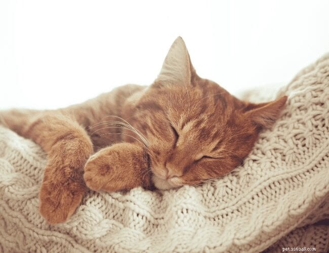 Do Cats Truly Miss Their Owners When They re Away?