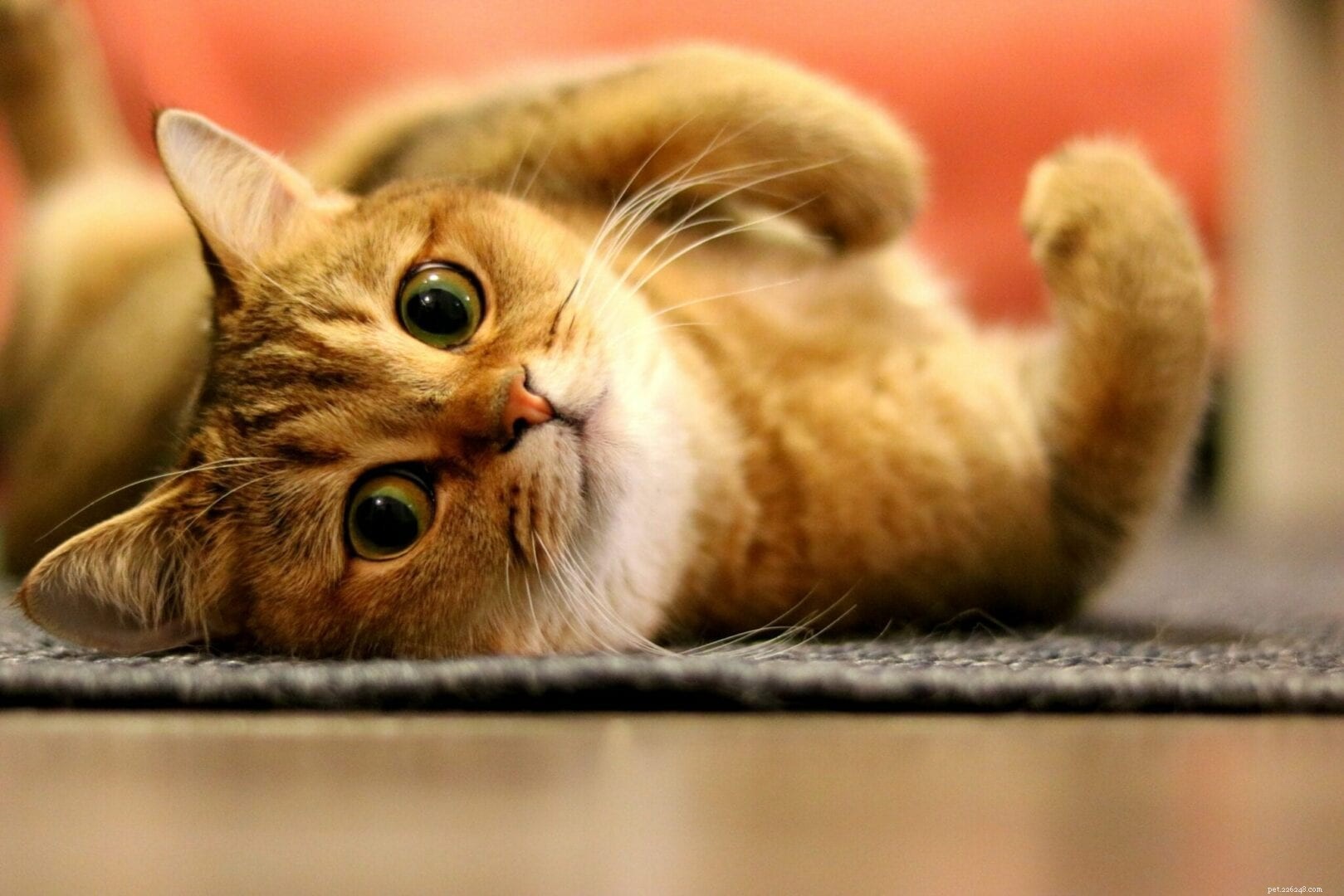 Do Cats Truly Miss Their Owners When They re Away?