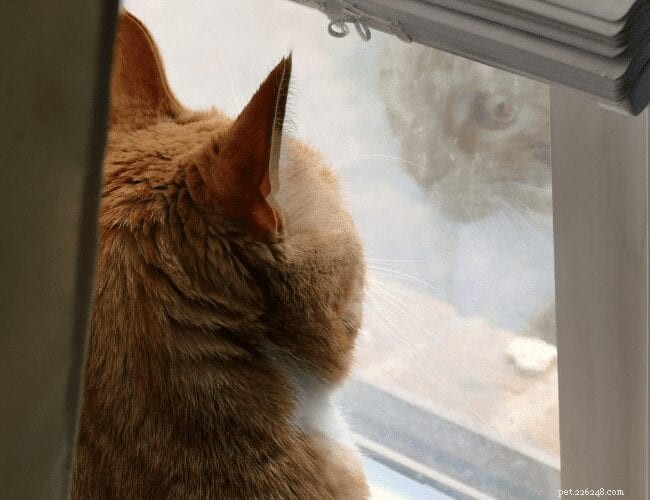 Do Cats Truly Miss Their Owners When They re Away?