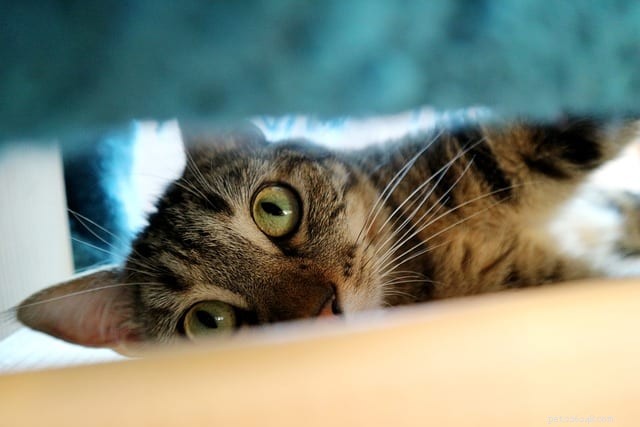Why Cats Seek Extra Warmth During Cold Weather