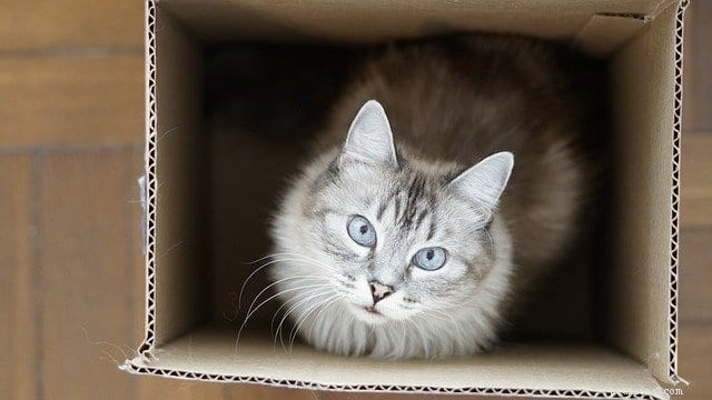 Why Cats Seek Extra Warmth During Cold Weather