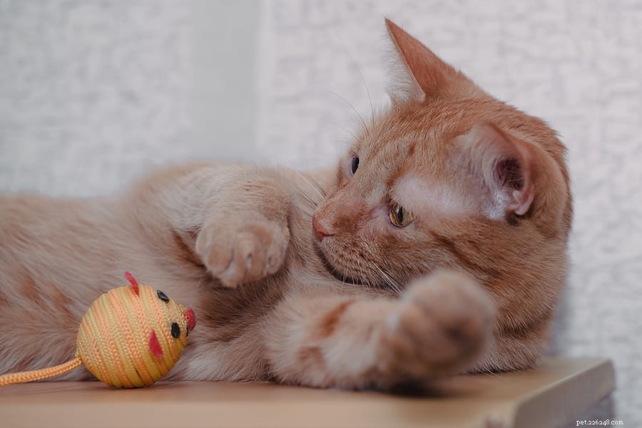 Why Cats Dunk Their Toys in Water Bowls: Understanding the Behavior