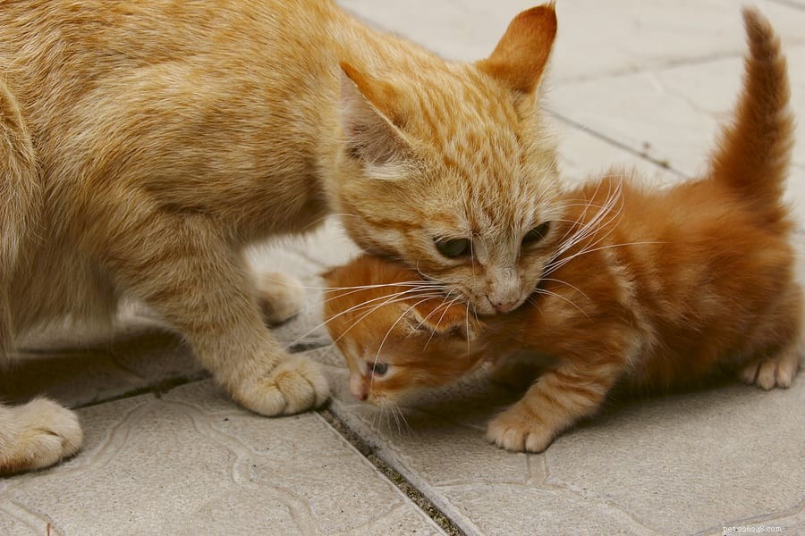 Why Cats Dunk Their Toys in Water Bowls: Understanding the Behavior