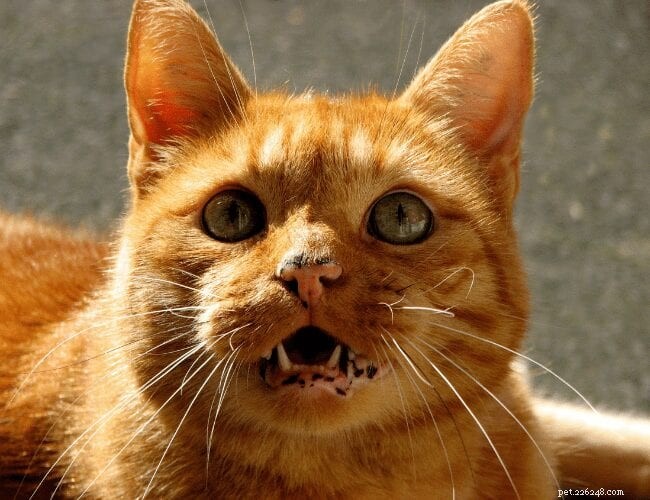 Why Cats Meow: Decoding Their Vocal Signals
