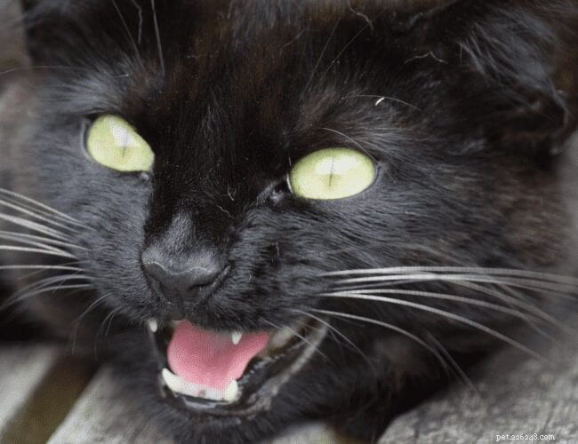 Why Cats Meow: Decoding Their Vocal Signals