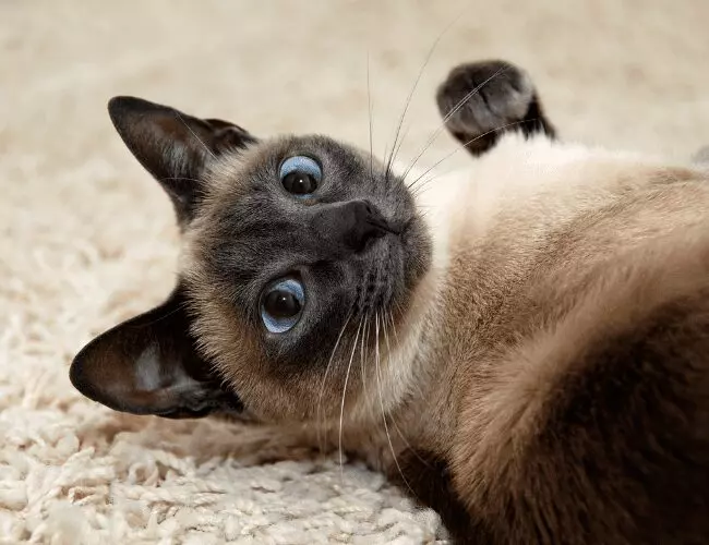 Why Cats Meow: Decoding Their Vocal Signals