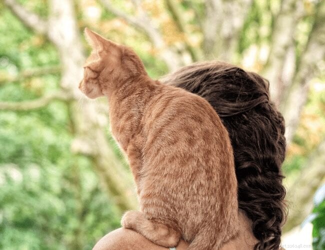 Why Cats Prefer Perching: Understanding Their Natural Instinct
