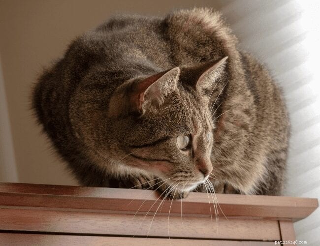 Why Cats Prefer Perching: Understanding Their Natural Instinct
