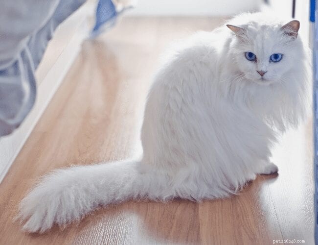 Boost Your Cat’s Confidence with Proven, Gentle Techniques