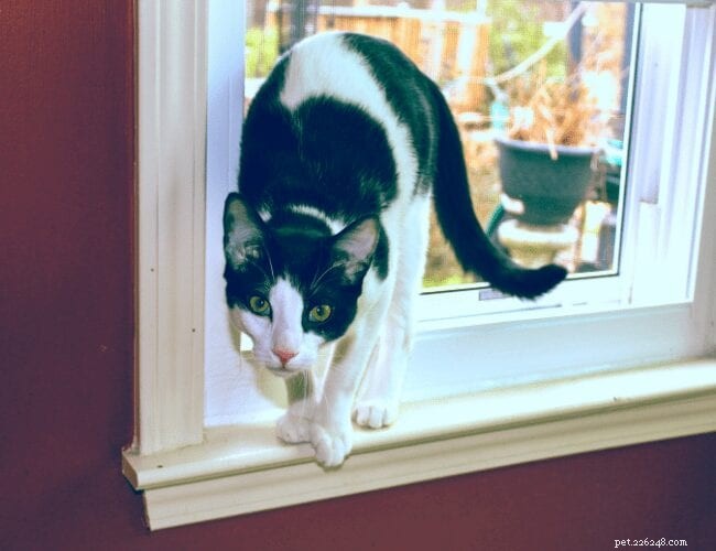 Why Cats Prefer Perching: Understanding Their Natural Instinct
