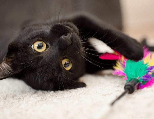 Boost Your Cat’s Confidence with Proven, Gentle Techniques