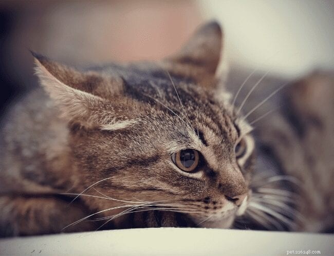 How to Spot Signs a Cat Has Come From an Abusive Home