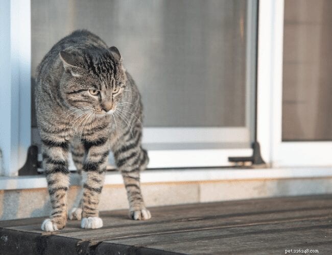 Boost Your Cat’s Confidence with Proven, Gentle Techniques