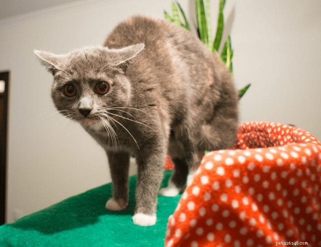How to Spot Signs a Cat Has Come From an Abusive Home