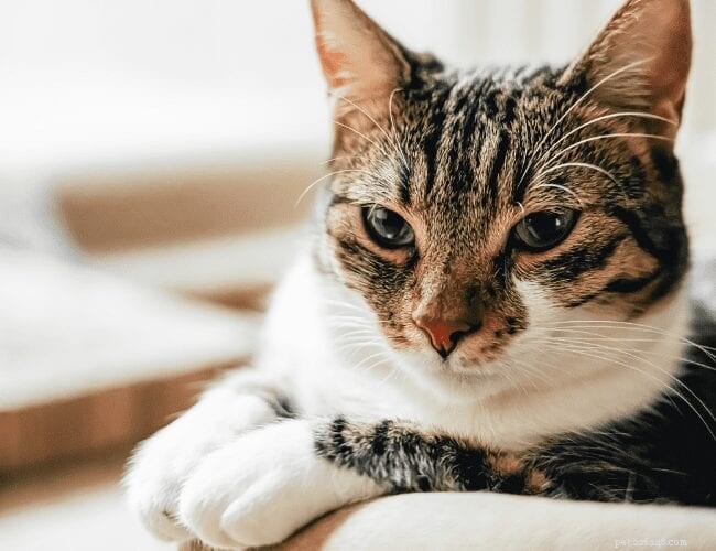 How to Speak Meow: Clever Ways to Communicate with Your Cat
