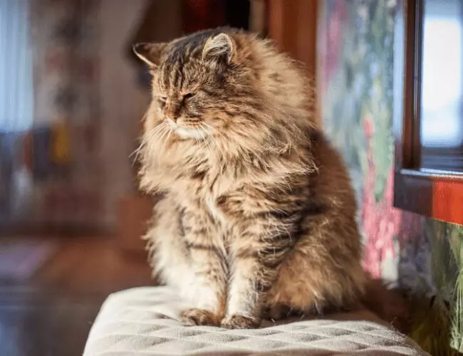 How to Speak Meow: Clever Ways to Communicate with Your Cat