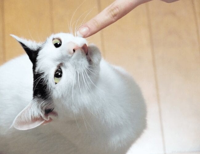 How to Speak Meow: Clever Ways to Communicate with Your Cat