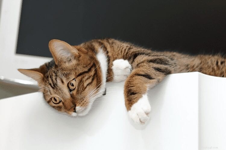 Why Cats Love the Top of Your Refrigerator: The Science Behind Their Cozy Spot